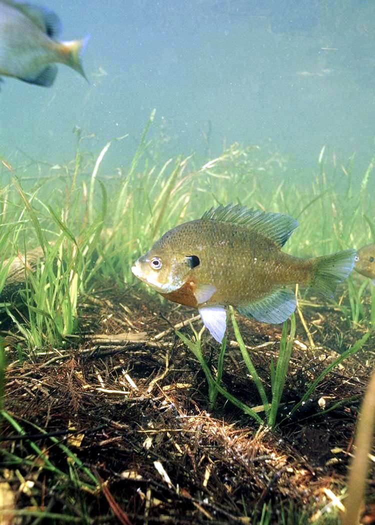 Bluegill sunfish