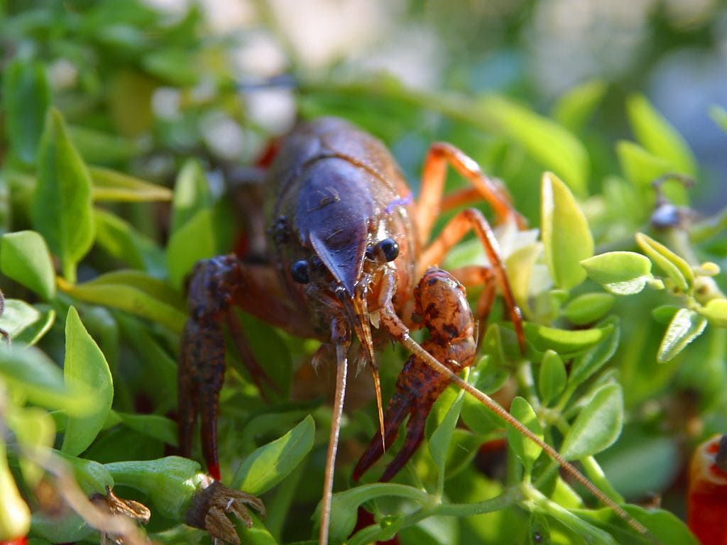 Crawdad lures for bass fishing