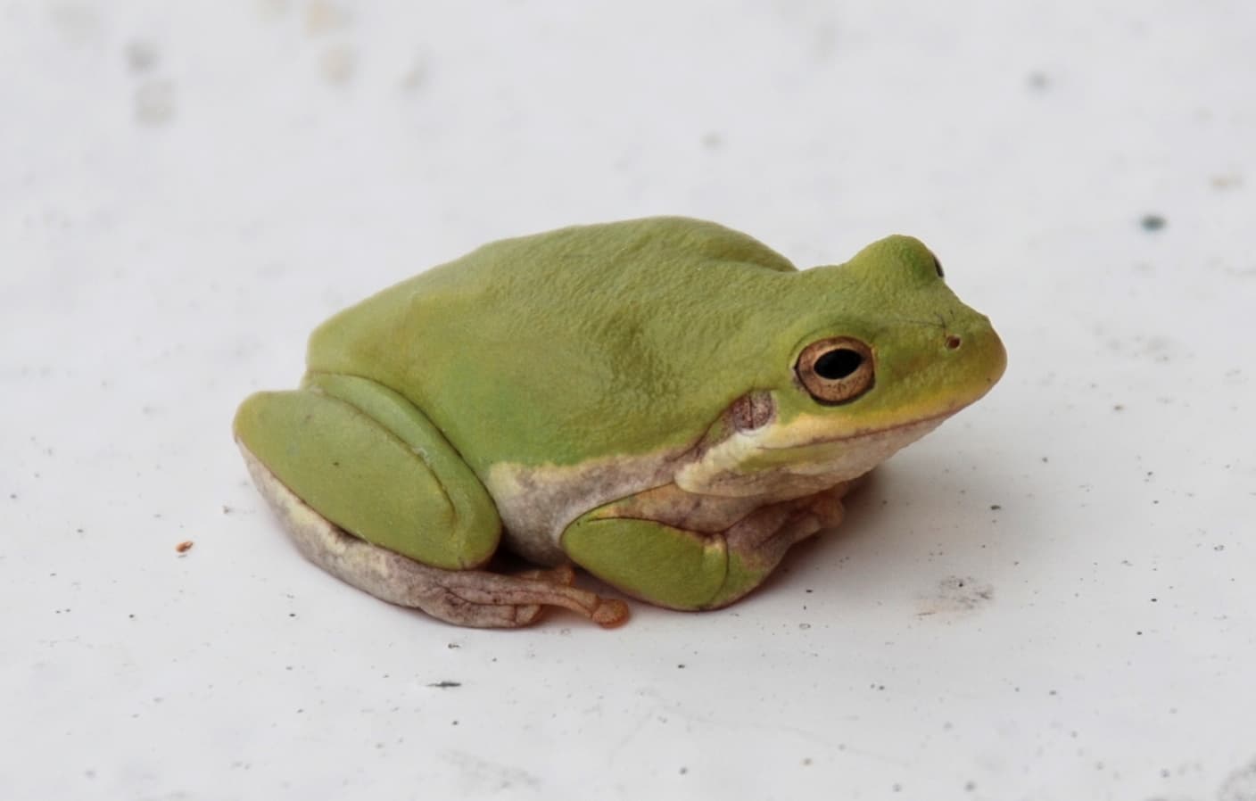 Frog lures for bass fishing