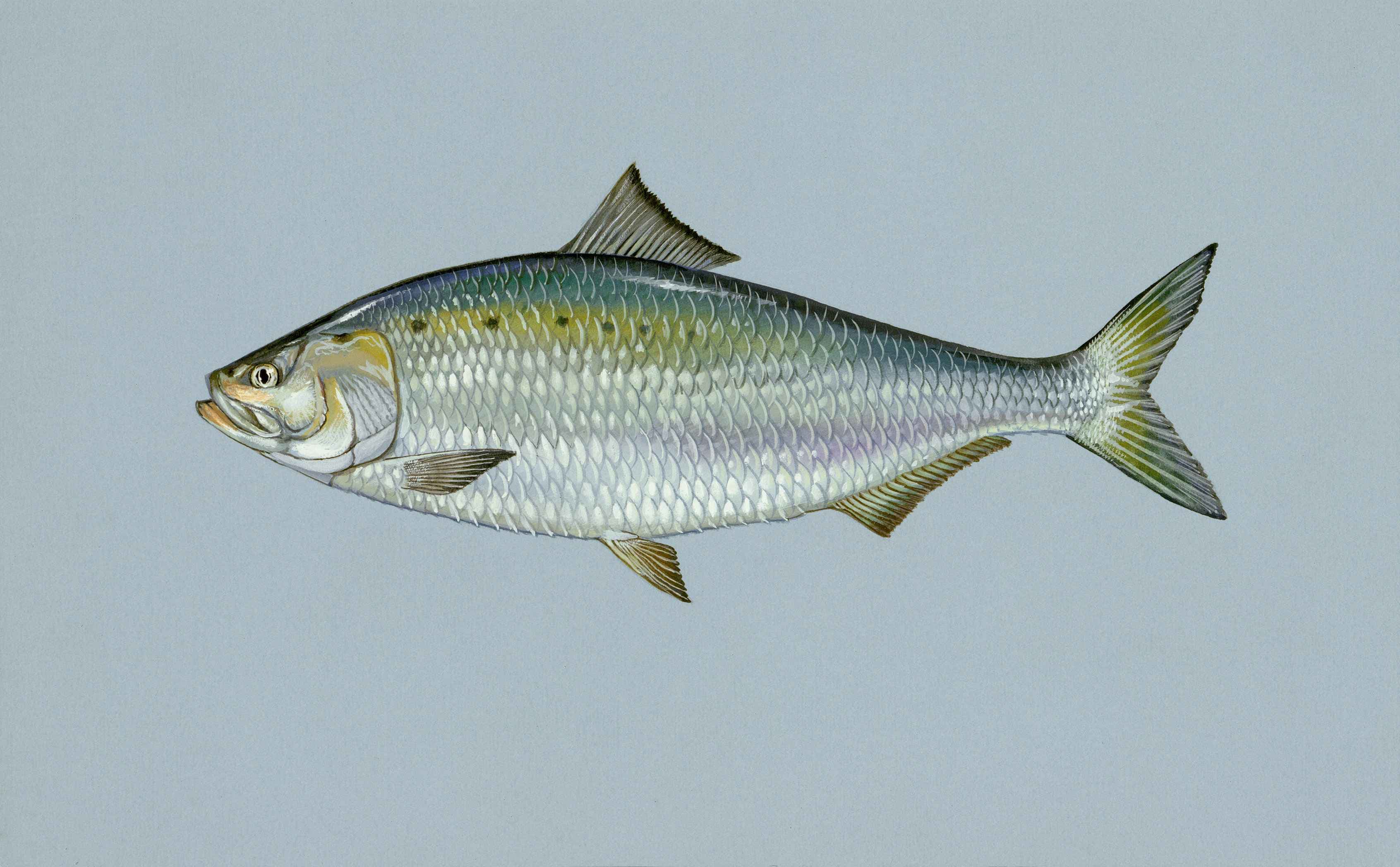 Shad baitfish